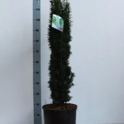 Zuiltaxus (Taxus Baccata 'Fastigiata Robusta') -Aanbiedingen Hortus Groei Winkel taxus b fastigiata robusta 80 100 cm co. 12l kopie
