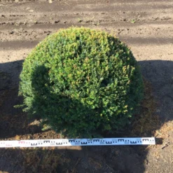 Grote Taxusbol (Taxus Baccata) -Aanbiedingen Hortus Groei Winkel taxus baccata 100 cm platte bol drkl 1 1