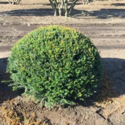 Grote Taxusbol (Taxus Baccata) 19 Grote Taxusbol (Taxus Baccata) -Aanbiedingen Hortus Groei Winkel taxus baccata 100 cm platte bol drkl 2