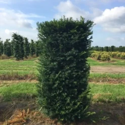 Aanbiedingen Hortus Groei Winkel 29 Taxus Als Haagelement (Taxus Baccata)