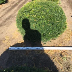 Grote Taxusbol (Taxus Baccata) 20 Grote Taxusbol (Taxus Baccata) -Aanbiedingen Hortus Groei Winkel taxus baccata 140 cm platte bol drkl 1