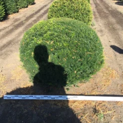 Grote Taxusbol (Taxus Baccata) -Aanbiedingen Hortus Groei Winkel taxus baccata 140 cm platte bol drkl 2 1
