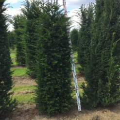 Grote Venijnboom (Taxus Baccata) -Aanbiedingen Hortus Groei Winkel taxus baccata 180200 x 5060 1 2