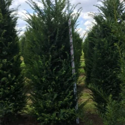 Grote Venijnboom (Taxus Baccata) -Aanbiedingen Hortus Groei Winkel taxus baccata 225250x6080 1 2
