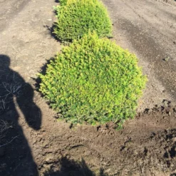 Grote Taxusbol (Taxus Baccata) -Aanbiedingen Hortus Groei Winkel taxus baccata 60 cm platte bol drkl 2 1