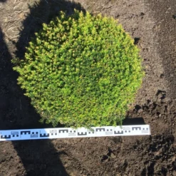 Grote Taxusbol (Taxus Baccata) 14 Grote Taxusbol (Taxus Baccata) -Aanbiedingen Hortus Groei Winkel taxus baccata 70 cm platte bol drkl 1