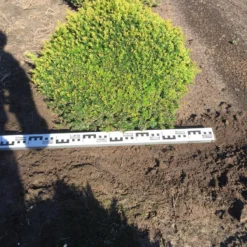 Grote Taxusbol (Taxus Baccata) -Aanbiedingen Hortus Groei Winkel taxus baccata 70 cm platte bol drkl 2 1