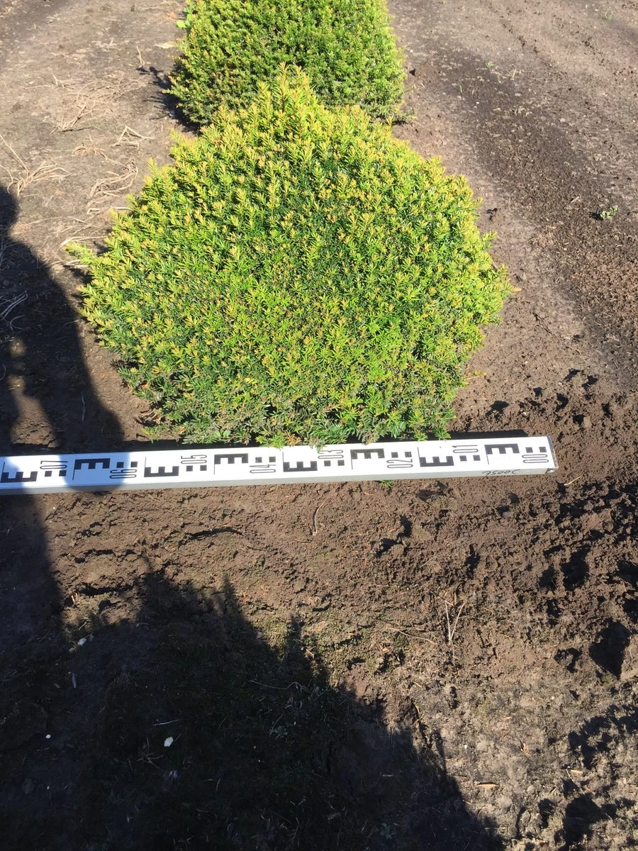 Grote Taxusbol (Taxus Baccata) 5 Grote Taxusbol (Taxus Baccata) - Afbeelding 5