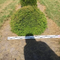 Grote Taxusbol (Taxus Baccata) 16 Grote Taxusbol (Taxus Baccata) -Aanbiedingen Hortus Groei Winkel taxus baccata 80 cm platte bol drkl 1