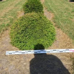 Grote Taxusbol (Taxus Baccata) -Aanbiedingen Hortus Groei Winkel taxus baccata 80 cm platte bol drkl 2 1