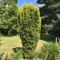 Gele Venijnboom (Taxus Baccata 'David') -Aanbiedingen Hortus Groei Winkel taxus baccata david