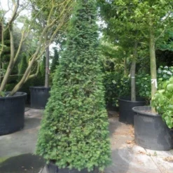 Taxus Als Pyramide (Taxus Baccata) -Aanbiedingen Hortus Groei Winkel taxus baccata egyptische pyramide 200 225 250 c285