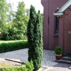 Groene Zuiltaxus (Taxus Baccata 'Fastigiata') -Aanbiedingen Hortus Groei Winkel taxus baccata fastigiata 1