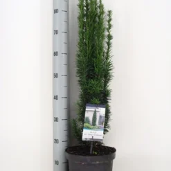 Zuiltaxus (Taxus Baccata 'Fastigiata Robusta') -Aanbiedingen Hortus Groei Winkel taxus baccata fastigiata robusta winter c5 m