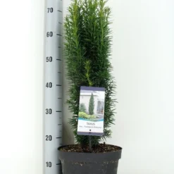 Zuiltaxus (Taxus Baccata 'Fastigiata Robusta') -Aanbiedingen Hortus Groei Winkel taxus baccata fastigiata robusta zomer c5 m