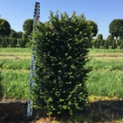 Aanbiedingen Hortus Groei Winkel -Aanbiedingen Hortus Groei Winkel taxus baccata h100x50x50 cm 1
