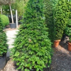 Taxus Als Kegel (Taxus Baccata) -Aanbiedingen Hortus Groei Winkel taxus baccata kegel 140 160 c90