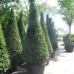 Taxus Als Kegel (Taxus Baccata) -Aanbiedingen Hortus Groei Winkel taxus baccata kegel 200 225 250 c285