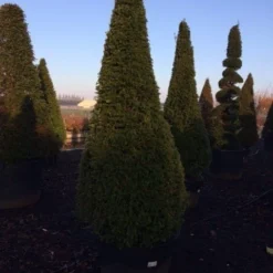 Taxus Als Kegel (Taxus Baccata) -Aanbiedingen Hortus Groei Winkel taxus baccata kegel 225 250 c240 2 inkoop 315