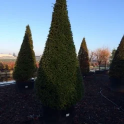 Taxus Als Kegel (Taxus Baccata) -Aanbiedingen Hortus Groei Winkel taxus baccata kegel 225 250 c240 3 inkoop 315