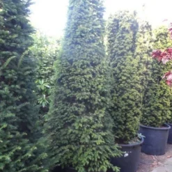 Taxus Als Kegel (Taxus Baccata) -Aanbiedingen Hortus Groei Winkel taxus baccata kegel 250 275