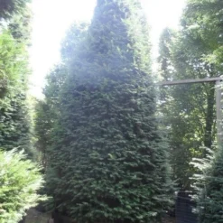 Taxus Als Kegel (Taxus Baccata) -Aanbiedingen Hortus Groei Winkel taxus baccata kegel 275 300 350 c1000