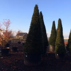 Taxus Als Kegel (Taxus Baccata) -Aanbiedingen Hortus Groei Winkel taxus baccata kegel 300 350 c1000 inkoop 875