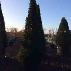 Taxus Als Kegel (Taxus Baccata) -Aanbiedingen Hortus Groei Winkel taxus baccata kegel 300 c285 inkoop 475