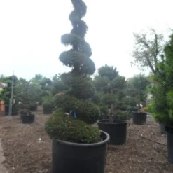 Taxus Als Spiraal (Taxus Baccata) -Aanbiedingen Hortus Groei Winkel taxus baccata spiraal 350 400 c750