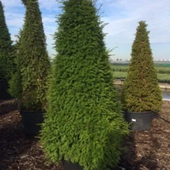Taxus Als Pyramide (Taxus Baccata) -Aanbiedingen Hortus Groei Winkel taxus egyptische piramides 2