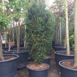 Taxus (Taxus Media 'Hicksii') -Aanbiedingen Hortus Groei Winkel taxus hicksii 1