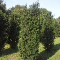 Taxus (Taxus Media 'Hicksii') -Aanbiedingen Hortus Groei Winkel taxus hicksii 200 225 1