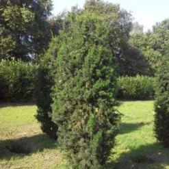 Taxus (Taxus Media 'Hicksii') -Aanbiedingen Hortus Groei Winkel taxus hicksii 275 300