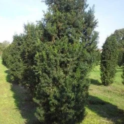Taxus (Taxus Media 'Hicksii') -Aanbiedingen Hortus Groei Winkel taxus hicksii 275 300 1