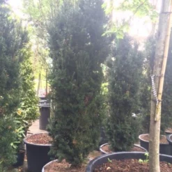 Taxus (Taxus Media 'Hicksii') -Aanbiedingen Hortus Groei Winkel taxus hicksii 2