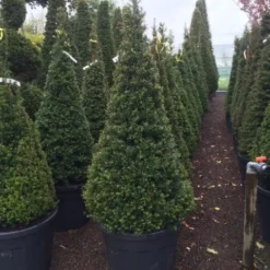 Taxus Als Pyramide (Taxus Baccata) -Aanbiedingen Hortus Groei Winkel taxus kegel 150160cm
