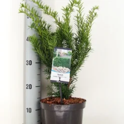 Taxus (Taxus Media 'Densiformis')