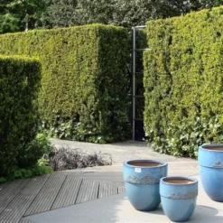 Taxus (Taxus Media 'Hicksii') -Aanbiedingen Hortus Groei Winkel taxus media hicksii