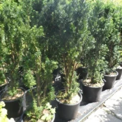 Taxus (Taxus Media 'Hicksii') -Aanbiedingen Hortus Groei Winkel taxus media hicksii 120 140 c35