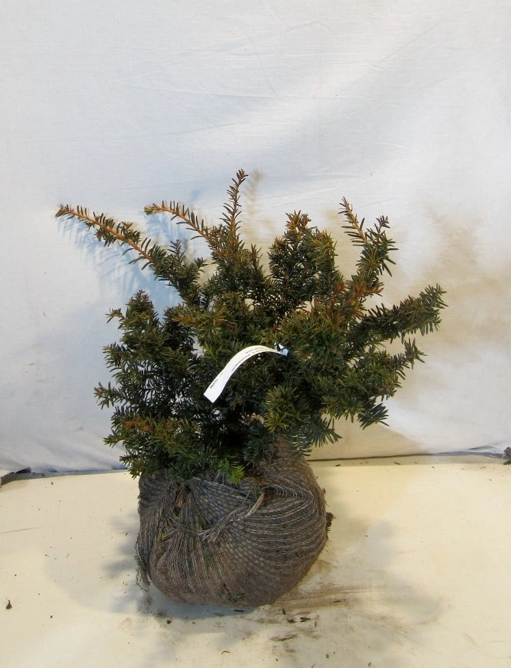 Taxus Als Bonsai (Taxus Baccata 'Summergold') 2 Taxus Als Bonsai (Taxus Baccata 'Summergold') - Afbeelding 2
