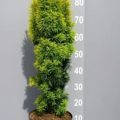 Gele Venijnboom (Taxus Baccata 'David') -Aanbiedingen Hortus Groei Winkel taxusdavid01