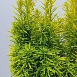 Gele Venijnboom (Taxus Baccata 'David') -Aanbiedingen Hortus Groei Winkel taxusdavid02