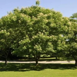 Bijenboom, Struik (Tetradium Daniellii)