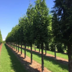 Aanbiedingen Hortus Groei Winkel -Aanbiedingen Hortus Groei Winkel thuja 30 40 2