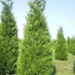 Levensboom (Thuja Plicata 'Atrovirens')