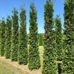 Grote Groene Haagconifeer (Thuja Occidentalis 'Brabant') 5 Grote Groene Haagconifeer (Thuja Occidentalis 'Brabant') -Aanbiedingen Hortus Groei Winkel thuja brabant 350400 2