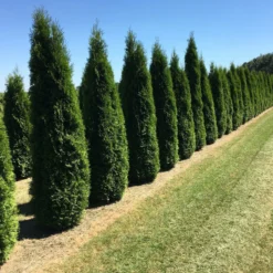 Aanbiedingen Hortus Groei Winkel 19 Grote Westerse Levensboom (Thuja Occidentalis 'Smaragd')