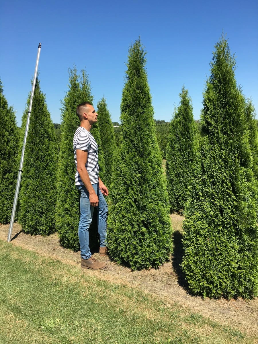 Grote Westerse Levensboom (Thuja Occidentalis 'Smaragd') 2 Grote Westerse Levensboom (Thuja Occidentalis 'Smaragd') - Afbeelding 2