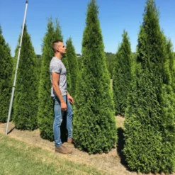 Aanbiedingen Hortus Groei Winkel -Aanbiedingen Hortus Groei Winkel thuja occ smaragd 200250 2