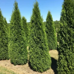 Grote Westerse Levensboom (Thuja Occidentalis 'Smaragd') 7 Grote Westerse Levensboom (Thuja Occidentalis 'Smaragd') -Aanbiedingen Hortus Groei Winkel thuja occ smaragd 200250 2 1